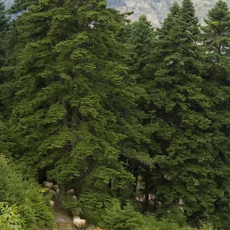 Koutsikouris 2*